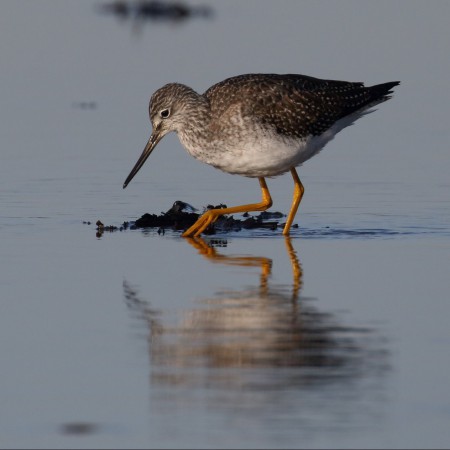 Större gulbena Foto: Kerstin Martinsson